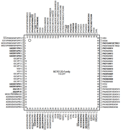 MC9S12D32 Datasheet PDF Motorola => Freescale